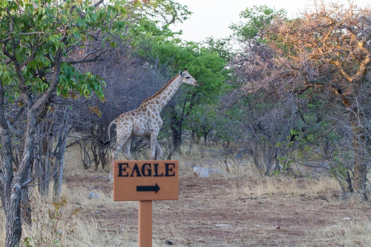 Eagle Tented Lodge & Spa Okaukuejo Esterno foto